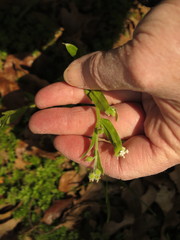 Myosotis macrosperma