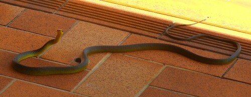 Common Tree Snake sighting