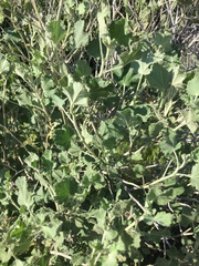 Malacothamnus marrubioides