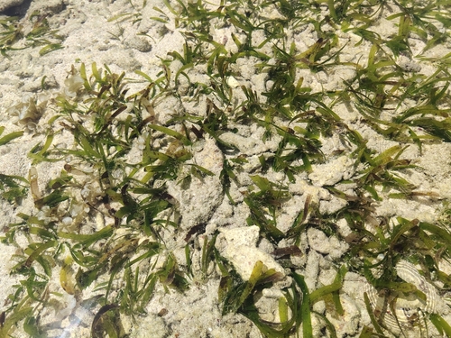 Image of Thalassia hemprichii by (c) Prathamesh Khedwan, some rights reserved (CC BY)
