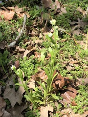 Myosotis macrosperma
