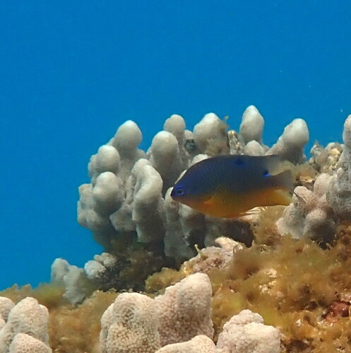 Bluespot damsel (Pomacentrus grammorhynchus) — Pomacentridae