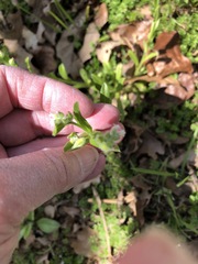 Myosotis macrosperma