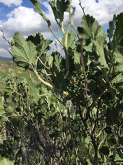 Malacothamnus marrubioides