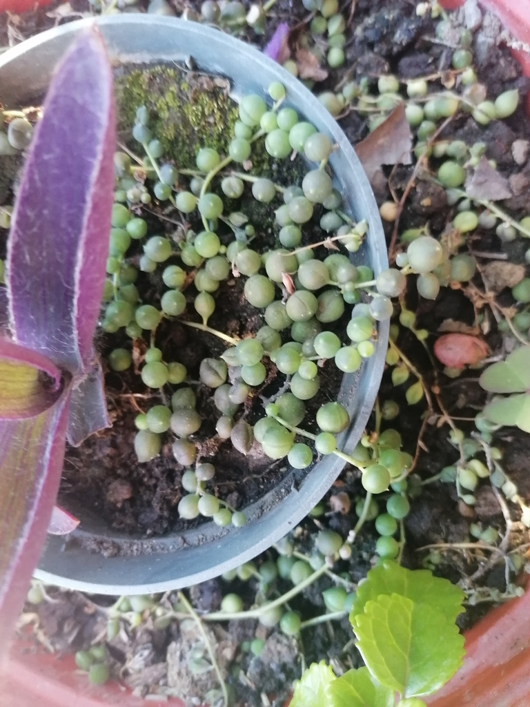 Curio rowleyanus 'Big Beads' 3