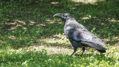 Corvus macrorhynchos