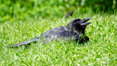 Corvus macrorhynchos