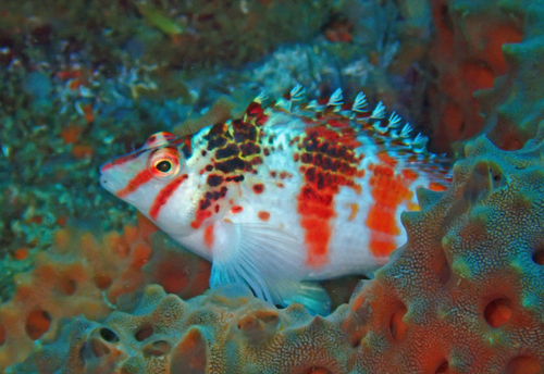 Photo of Falco hawkfish (Cirrhitichthys falco)