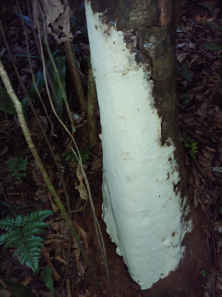 Larssoniporia