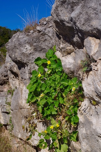Image of Eucnide bartonioides by (c) Michelle W. （鍾偉瑋）, some rights reserved (CC BY)