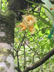 Stanhopea
