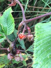 Rubus lineatus