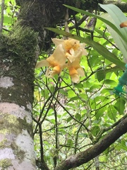 Stanhopea
