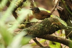 Thripadectes melanorhynchus