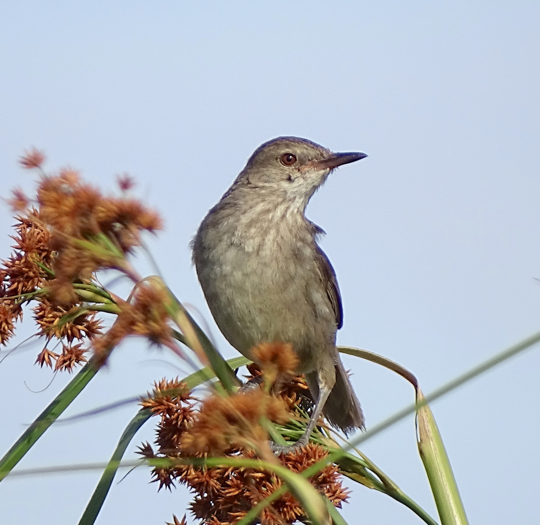 Madagascar Swamp Warbler (Acrocephalus newtoni), photo 5