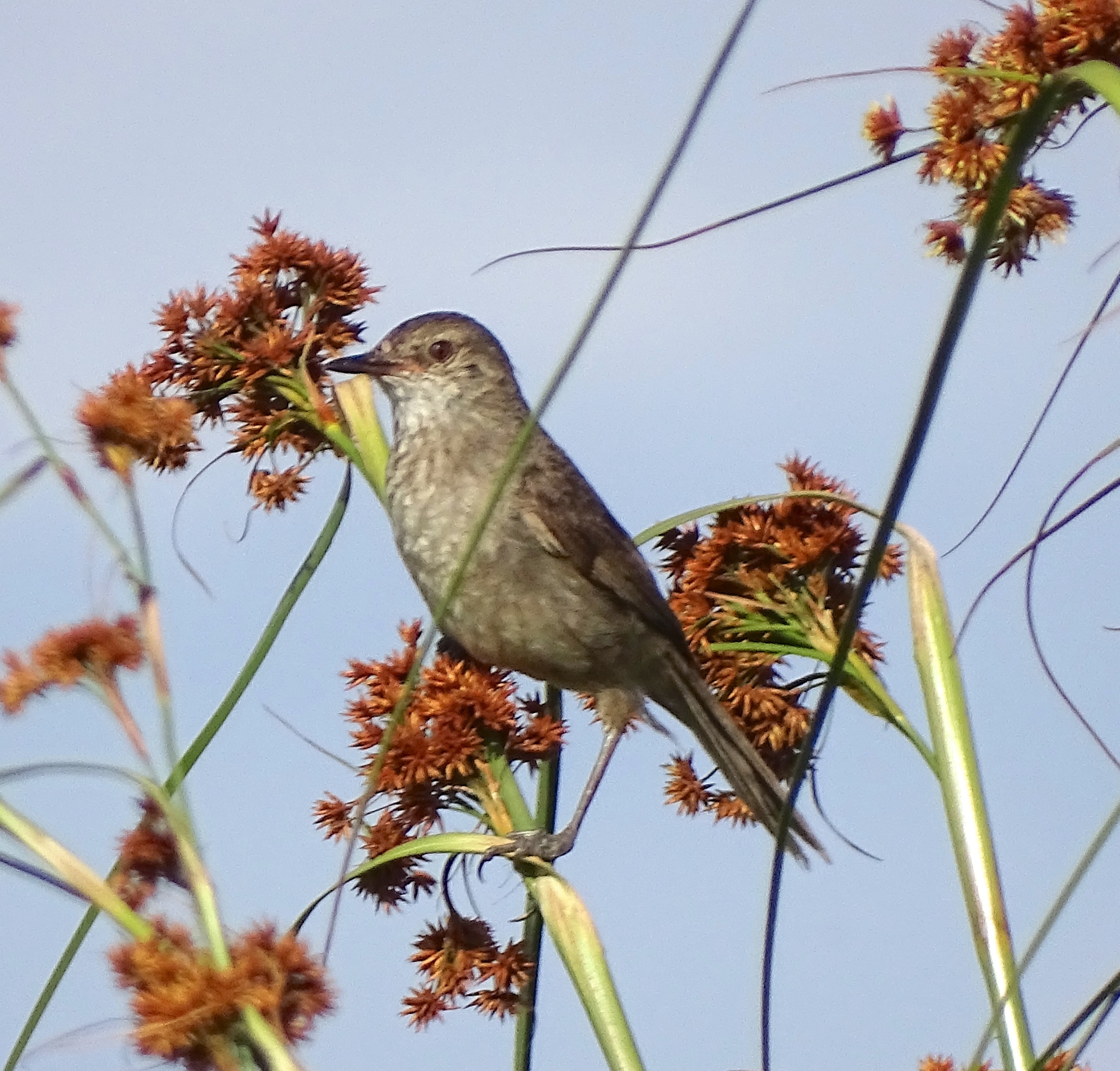 Madagascar Swamp Warbler (Acrocephalus newtoni), photo 6