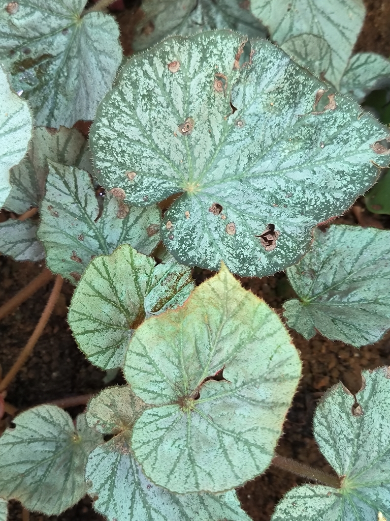 Begonia rex painted leaf detail