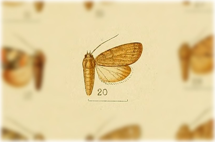 Characoma deleta