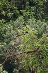 Ramphastos brevis