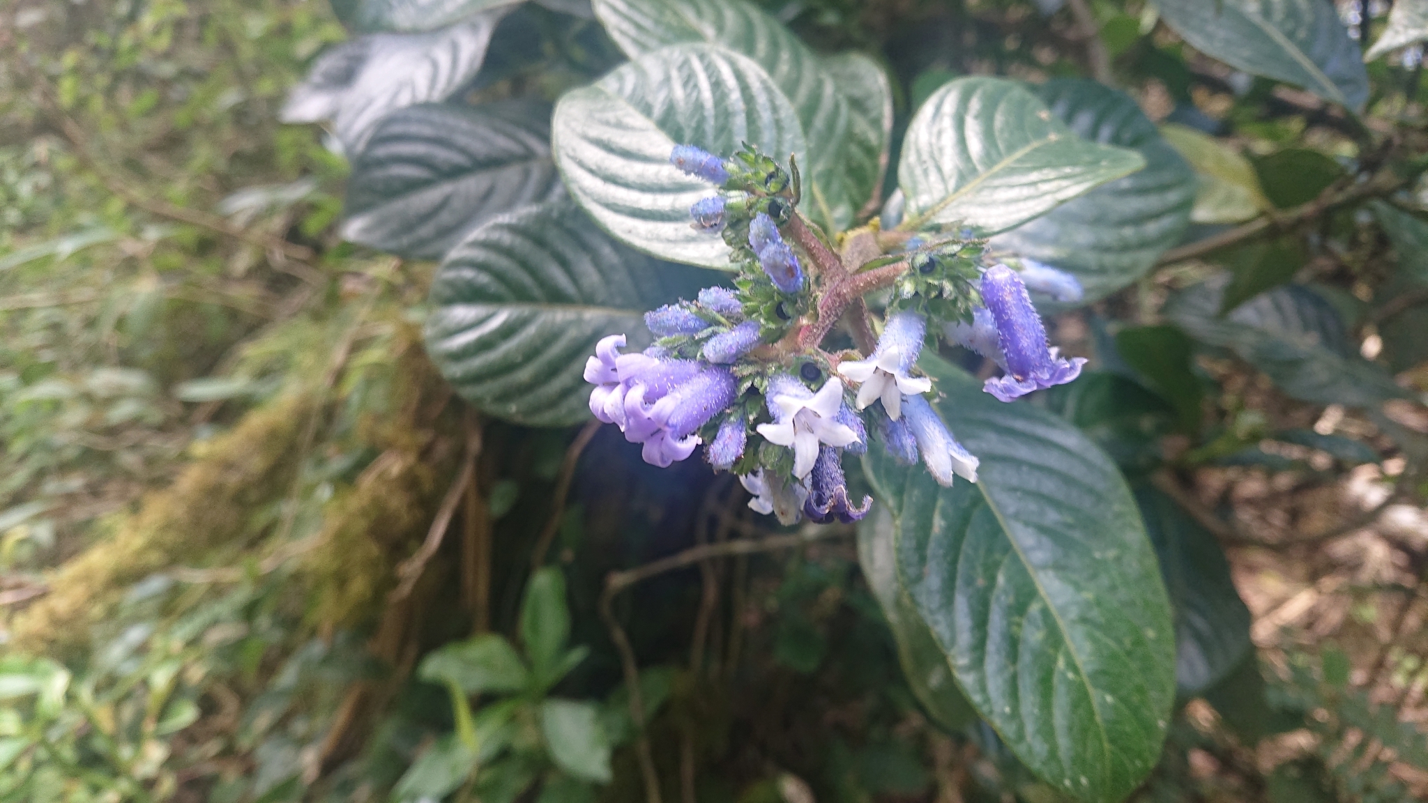 Palicourea azurea image