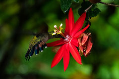 Anthracothorax dominicus