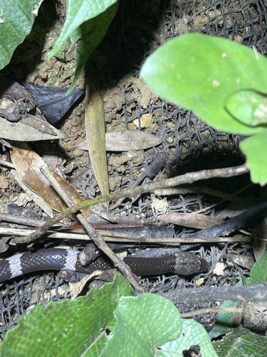 Futsing Wolf Snake, Lycodon futsingensis