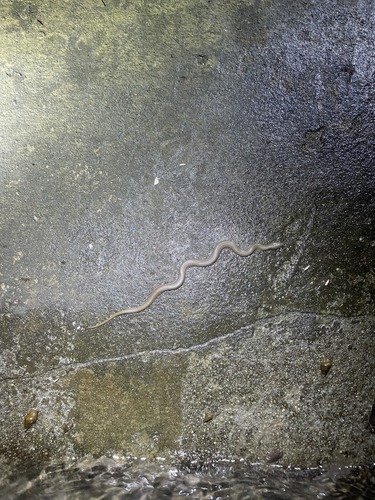 Bicoloured Stream Snake