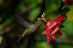Anthracothorax dominicus