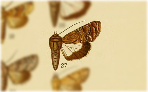 Nagara heterogramma