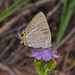Stencilled Hairstreak - Photo (c) Linda Rogan EntSocVic, some rights reserved (CC BY-NC), uploaded by Linda Rogan EntSocVic