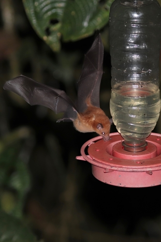 Handley's nectar bat (Lonchophylla handleyi) — Least Concern Mammalia