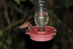 Lonchophylla handleyi