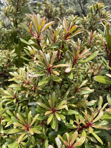 Tasmannia xerophila (Tasmannia xerophila)
