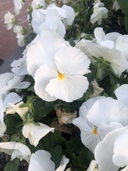 Viola × wittrockiana