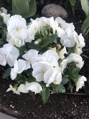 Viola × wittrockiana