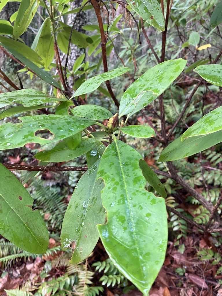 Pacific rhododendron from Mt. Hood Park Division Recreation Area