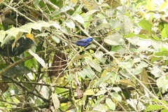 Cyanerpes caeruleus