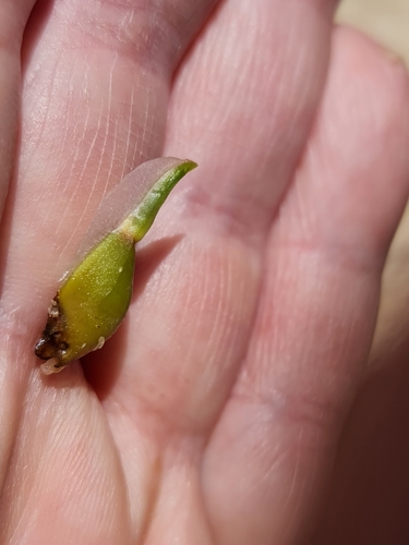 Image of Posidonia australis by (c) Belinda Forbes, some rights reserved (CC BY)