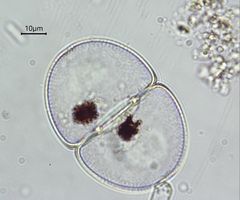 Cosmarium transitorium