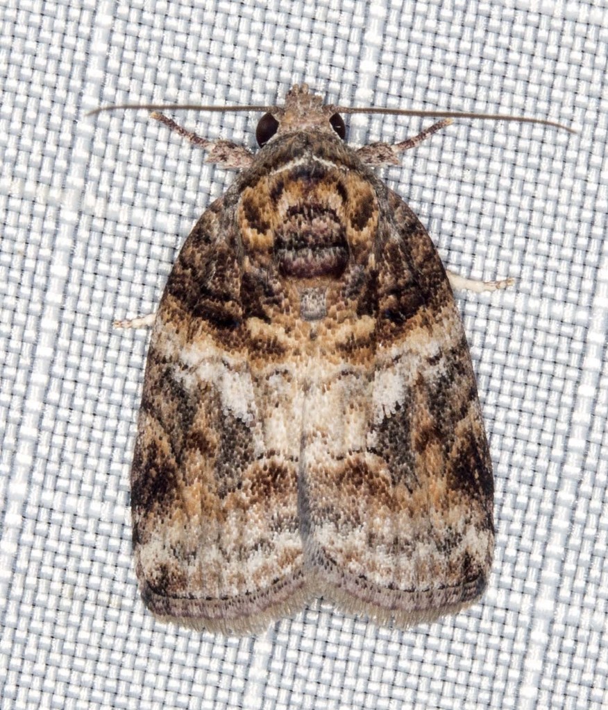 Garella vallata