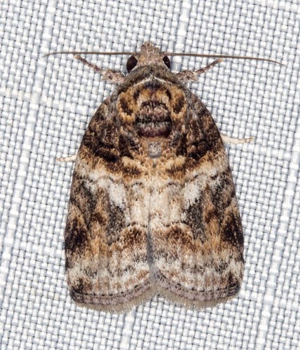 Garella vallata