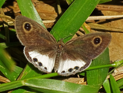 Ypthima ceylonica