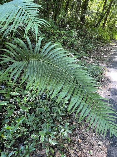 stately maiden fern (Pelazoneuron abruptum)