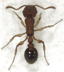 Tetramorium bicarinatum