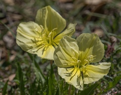 Oenothera triloba