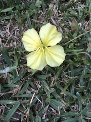 Oenothera triloba