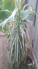 Dracaena angustifolia