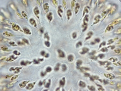 Uroglena