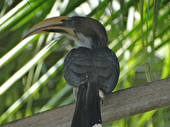 Ocyceros gingalensis