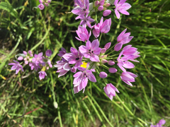 Allium unifolium